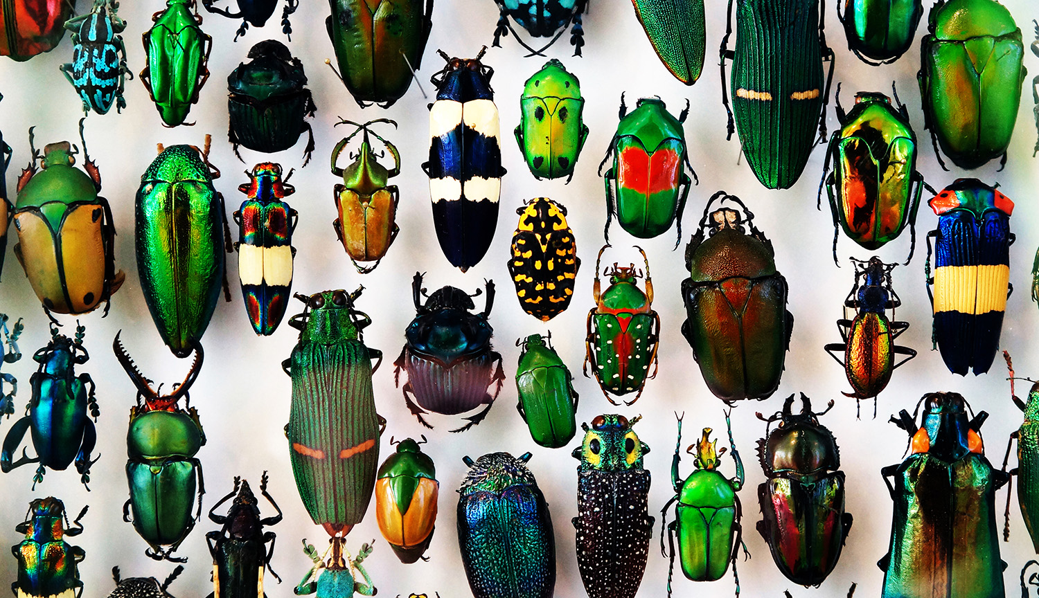 Foto que muestra una colorida colección de más de una docena de insectos de diferentes tamaños sobre un fondo blanco.