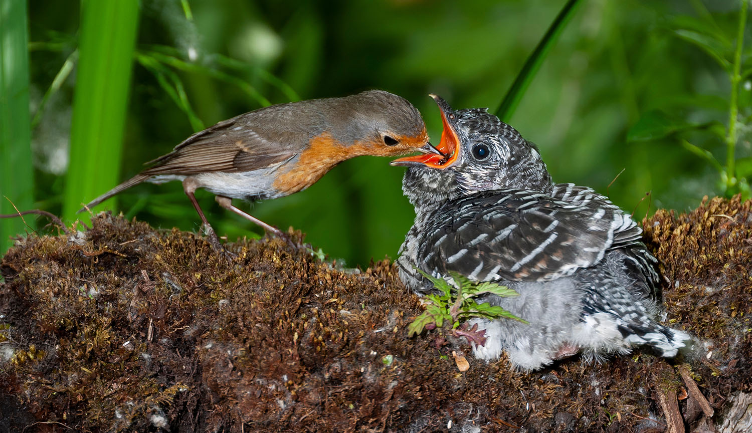 Un pequeño pájaro marrón entrega comida a la boca abierta de un pájaro mucho más grande con plumaje diferente.