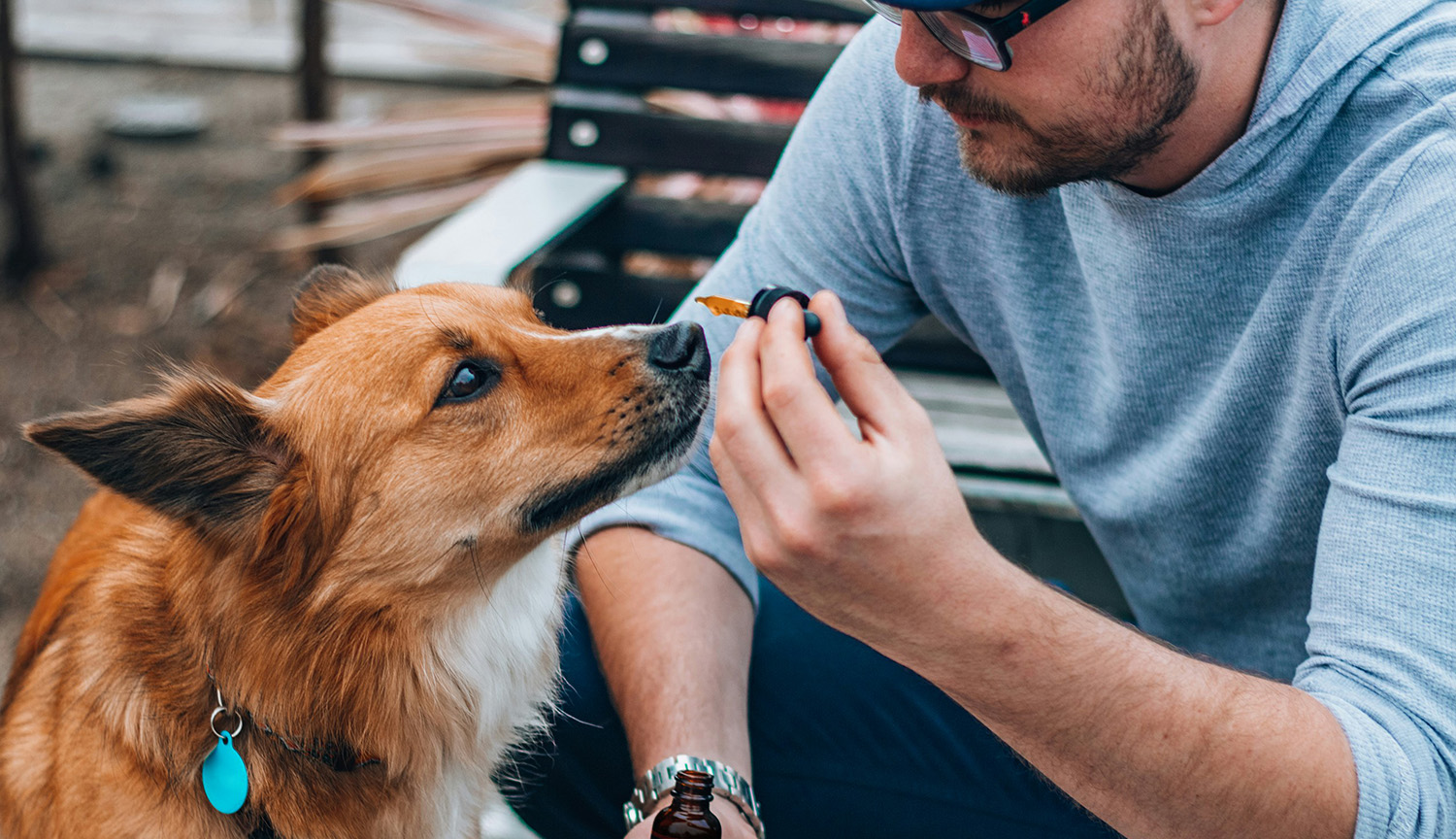 Foto de un perro de pelaje rojo levantando el hocico hacia la mano de un ser humano que sostiene un gotero lleno de líquido de color canela.