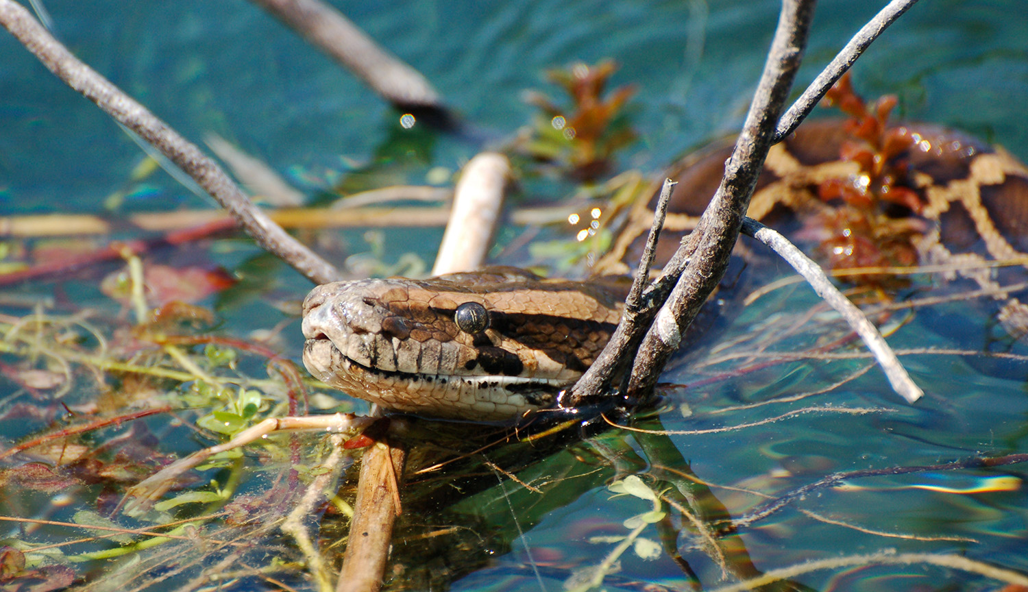 Foto de la cabeza de una serpiente saliendo del agua medio de unas ramas