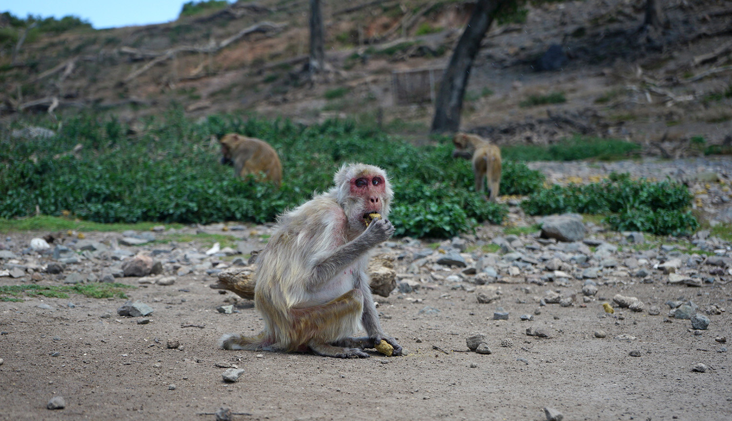 Foto de una macaco rhesus anciana poniéndose algo en la boca. Está sentada en lo que parece una playa. Detrás de ella hay vegetación.