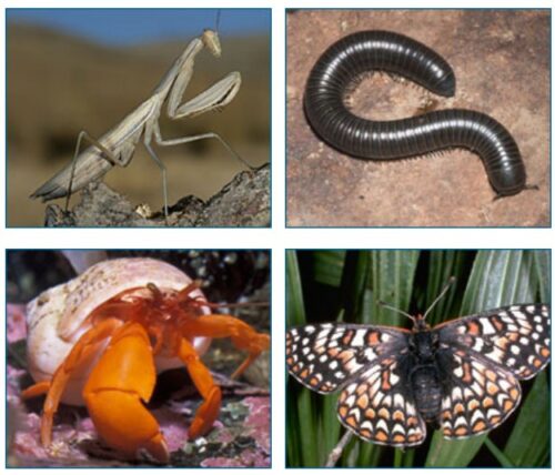 Clockwise from top left: mantis, millipede, butterfly, and hermit crab