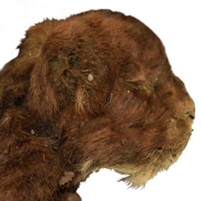 A close-up of a mummified frozen saber-tooth kitten, showcasing its distinct features and fur texture.