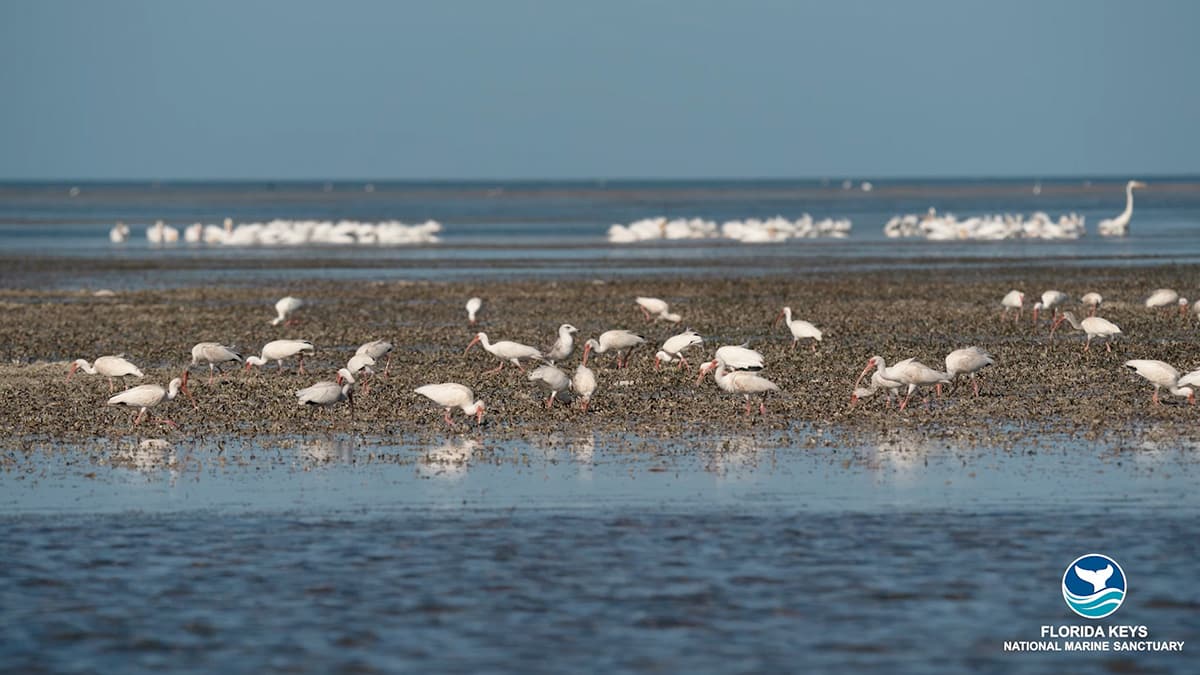 birds looking for food on the beach