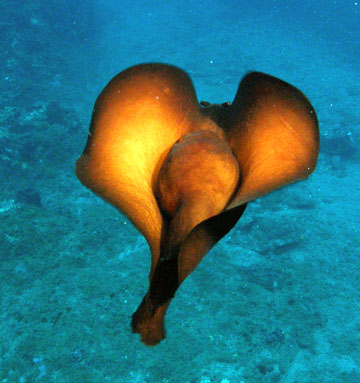 Sea hare swimming above the algae-covered seafloor