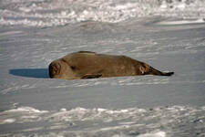 Antarctica_Pics_17.jpg