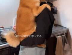 甘える柴犬の画像