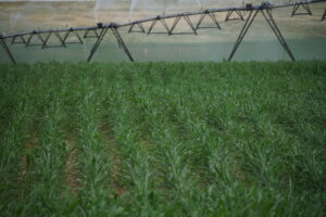 IMAGE: Growing Beginning Farmers and Ranchers in Wyoming social media post