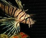 Lion fish