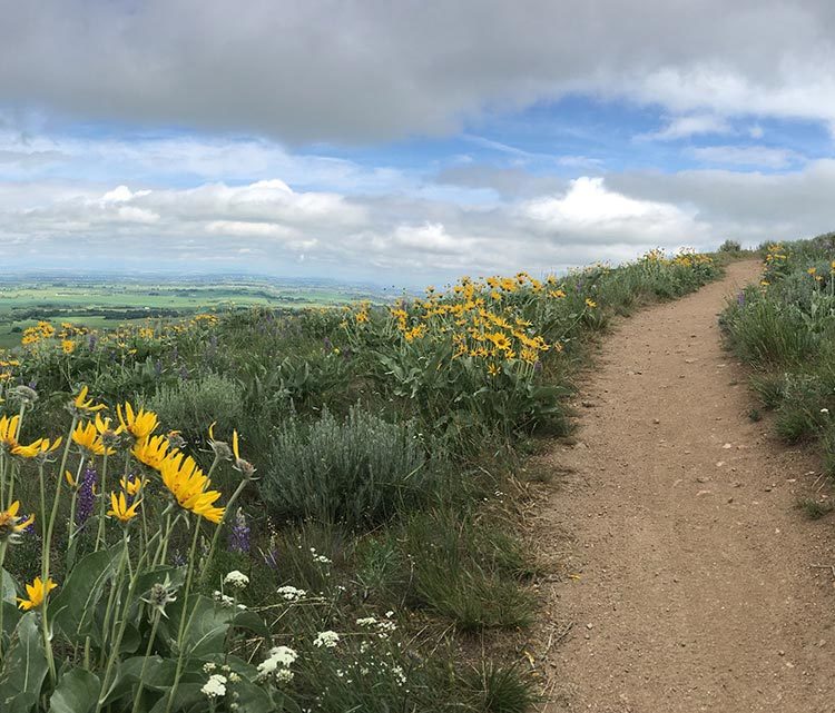 Panoramic image of the Triple Tree Trail in Bozeman, MT