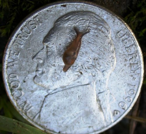 Juvenile Parmarion martensi on a nickel