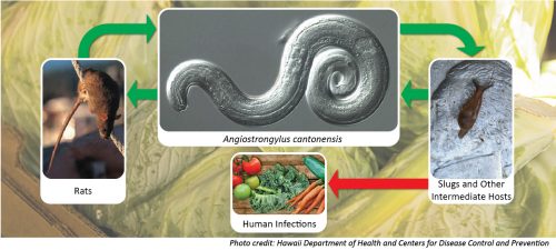 Angiostrongylus Cantonensis cycle