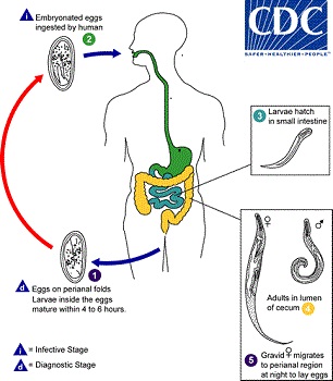 Life Cycle