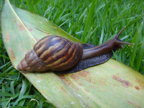 Achatina fulica