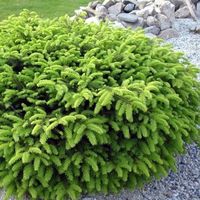 Birds Nest Spruce is the perfect conifer for low evergreen borders or containers. Orders over $129 receive free shipping!