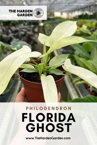 Discover the captivating Philodendron 'Florida Ghost', a stunning plant with distinctive, ghostly white leaves that transform into lush green as they mature. Perfect for adding a touch of exotic elegance to your indoor garden, this plant is ideal for both beginners and seasoned plant enthusiasts. Elevate your plant collection with this beautiful and intriguing Philodendron! #PhilodendronFloridaGhost #IndoorPlants #PlantLovers #HomeDecor #IndoorGarden #UniquePlants #HousePlants #TropicalPlants