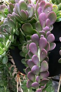 Trailing Jade - Senecio jacobsenii