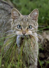 The European wildcat (Felis silvestris silvestris) is a subspecies of the wildcat that inhabits the forests and grasslands of Europe, as well as Turkey and the Caucasus Mountains.