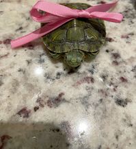 Cute little turtle