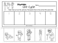 human life cycle worksheet