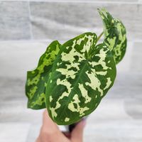 PRICES MAY VARY. Indoor Plant ,Live Plants, House Plants, gift for her, rare plant ,Alocasia Frydek, Alocasia Reginula, Alocasia Hilo Beauty ,Caladium Hilo Beauty ,Colocasia ,Hilo Beauty ,Caladium ,praetermissum Alocasia Hilo Beauty |Caladium Hilo Beauty |Colocasia Hilo Beauty |Caladium praetermissum| Stunning Foliage Caladium Hilo Beauty is a rare polka-dot plant with yellow and white spots on bright green leaves. It is often called Alocasia Hilo Beauty but the newly classified genus is Caladiu