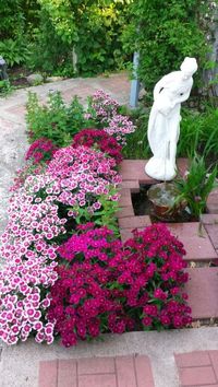 Dianthus around fountain