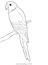 Parrot 6 Coloring Page