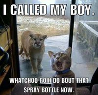 Top 26 Animals Humor memes - Cobra Kai Quotes