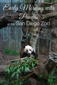 Visit the pandas on an intimate behind-the-scenes tour before the San Diego Zoo opens.