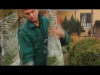 DIY How to insert plant in topiary frame - YouTube