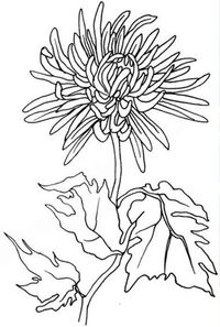 Chrysanthemum/Football Mum