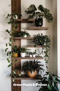 Shop Now! Cute Green Bedroom Plants and trendy Shelves for your Home Decor Bedroom Ideas, Inspiration and Aesthetic!  #bedroom #homedecor #inspiration #trend #foryou #2025 #new #aesthetic #idea #plants #houseplants #shelves #girl #girly #interiordesign #decorideas #homecraft #shop #bedroominspiration #aestheticgirl #interiordecorating #easy #cozyhome #greenvibe #vibe #trending #musttave #newyear #cleangirl #homedesign #warm #plantvase #bedroomdecoration