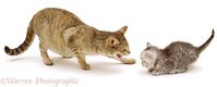 Cats & Kittens photos, Kittens selection by Warren Photographic, p6