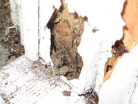 Drywood Termites at Door Jamb