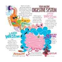 Your Amazing Digestive System | I Heart Guts