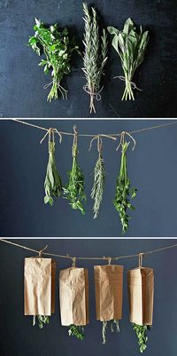 How To Harvest and Preserve Your Garden Herbs • Great tips and tutorials! Including this wonderful how-to on how to dry your herbs.