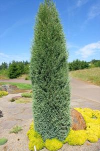 Narrow evergreen trees are a must if you want privacy and year-round interest in a small garden or side yard. Here are the top picks for unique, skinny evergreen trees along with zone, mature height and width and even growth rates for each. 4 of my favorite narrow evergreens from this post are the Green Giant Arborvitae, Pencil Point Juniper, Skyrocket Juniper and Golden Horizon Deodar Cedar. #NarrowTrees #PrivacyTrees #EvergreenTrees #ColumnarTrees