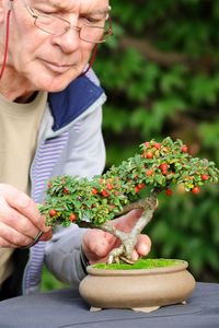 Check this article to learn everything you need to know about repotting Bonsai trees, what materials are required, and what repotting aftercare is.