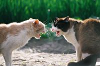 10 Tips to Prevent Cat Fights! http://amyshojai.com/cat-fight-what-to-do/