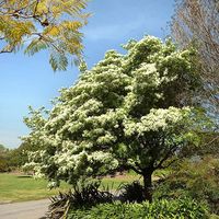 A splendid tree for small spaces, the Chinese fringe tree displays clusters of fragrant, fringe-like blooms in spring.