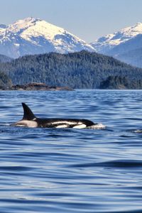 Welcome to Vancouver Island – a nature lover's paradise! 🏞️ From Victoria's historic charm to the untamed beauty of Tofino's rugged coast, this island is a symphony of diverse ecosystems and wildlife! 🦅🐻 Get ready for grizzly bears, marine safaris and whale watching!🚤 Prepare to be enchanted by this island's incredible beauty! 🌊 #Canada #VancouverIsland #BC #Whales #Grizzlies #Tofino #Victoria