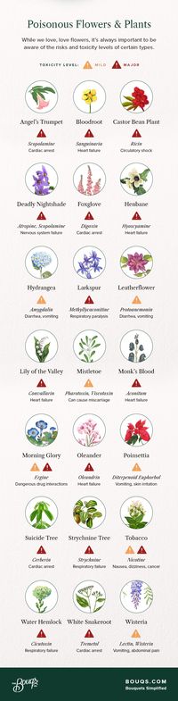 Poisonous Flowers and Toxic Plants to Avoid | Bouqs Blog