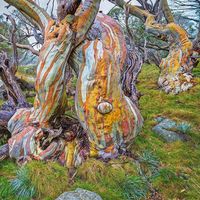 'Twisted Beauty'. I photographed these snow gums during a four day hike in Kosciuszko National Park while visiting some of Australia's…