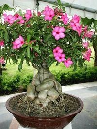 Pink Desert Rose Plant