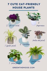 7 Pet-Friendly House Plants!Take Care Of Your Furry Friends!Use These Plants If You Are Pet Owner!Safe plants for cats and dogs, Plant lover ideas, Plant lover gifts, Plant inspirations, House plants ideas, Indoor plant tips for Plant Moms and Plant Lovers. Fall Plants Ideas for Pet Owners!