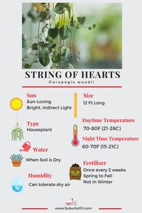 9 Tips on How to Care for Your String of Hearts (Ceropegia woodii Infographic)