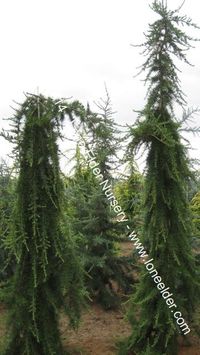 Miles High Cedar - Cedrus deodara