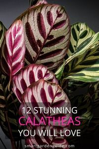 These 12 beautiful calathea varieties will take your breath away. Grown as indoor foliage plants, and more beautiful than many flowering houseplants. Read my run down of these 12 beautiful calatheas and decide which one is your favorite.