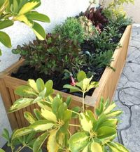 This is an ideal teak planter box for a raised mini garden, herb garden or for brightly colored annuals on your deck or patio. Like all teak, this planter box will patina to a rich, silvery color over time, or it can be treated to maintain its original luster. Add style to your gardening even when you live in a high rise or have a small yard.