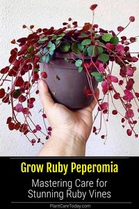 Learn all about the beautiful Peperomia Ruby Cascade plant, a stunning trailing plant. Learn grow and care tips for your Ruby Peperomia to flourish here. Photo Credit: Instagram @thegreenclimate